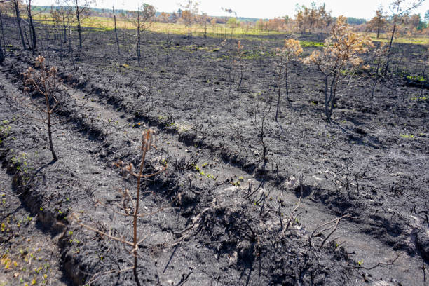 istock Aftermath of the ground after a wildfire 1480123656