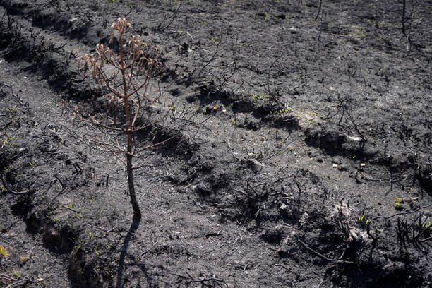istock Aftermath of the ground after a wildfire 1480123677