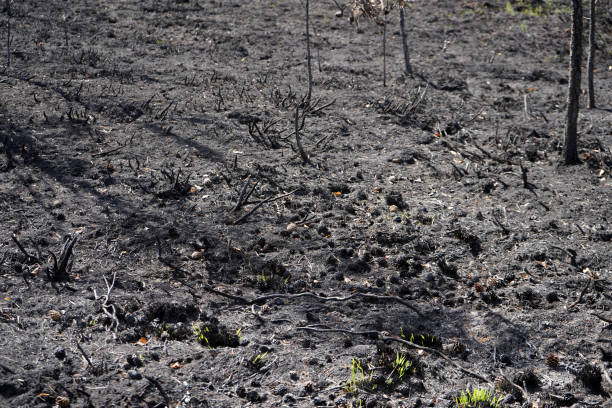 istock Aftermath of the ground after a wildfire 1480123728