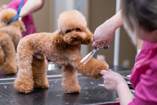 Devoted dog groomer using scissors to give a puppy poodle a professional haircut at a pet salon close up