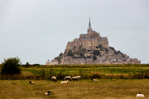 Sheeps standing in front of  Le Mont-Saint-Michel, Normandy, France stock photo
