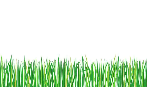 Vector illustration of Grass background,
Vector illustration isolated on white background