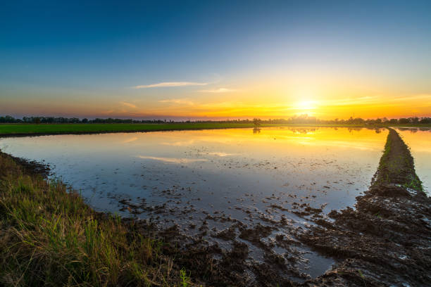 Scenic view landscape of cornfield in mud and water reflection with Twilight blue bright and orange yellow dramatic sunset sky in beach colorful cloudscape texture with white clouds air background. vista panorámica del paisaje del campo de maíz en el barro y el reflejo del agua con el azul crepuscular brillante y el amarillo naranja dramático cielo del atardecer en la textura del paisaje de nubes coloridas de la playa con nubes blancas de fondo de
