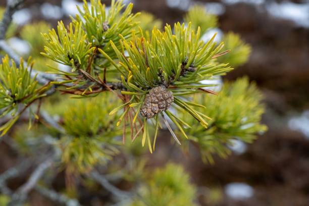 istock Pine branch with needles and pine cone. Swamp pines 1480126953