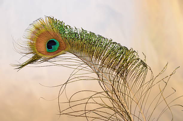 Colourful Peacock - Feathers Isolated on a Light Background