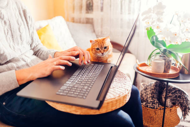 Curious ginger cat looking at screen of laptop while man working online from home. Remote freelance job with pet stock photo