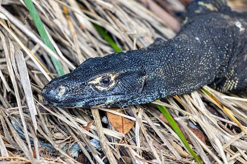 Closeup Goanna, ,.lizard in wild, background with copy space, full frame horizontal composition
