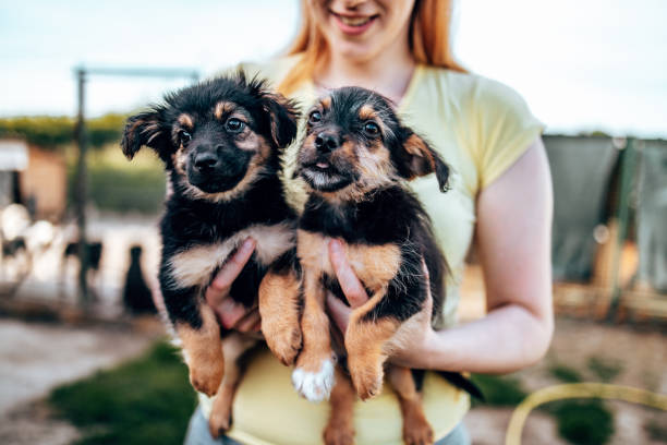 istock Young woman in animal shelter 1480133603