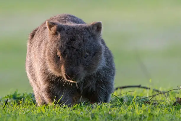 Common wombat (Vombatus ursinus), Kangaroo Valley, NSW