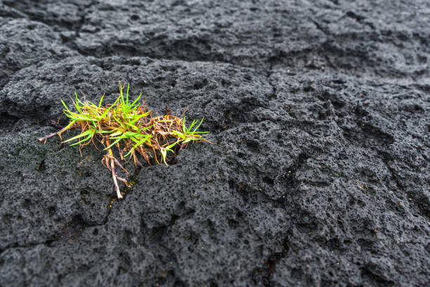 istock Green Sprouts on Volcanic Rock in Hawaii 1480134637