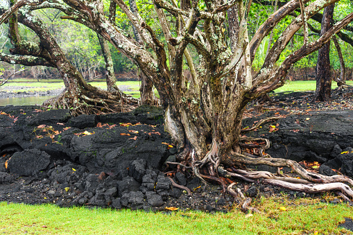 Resilience of nature in Hawaii, with a tree growing on soil covered by frozen lava.