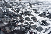 istock Black Sand Beach with Volcanic Rocks and Foamy Waves 1480135775