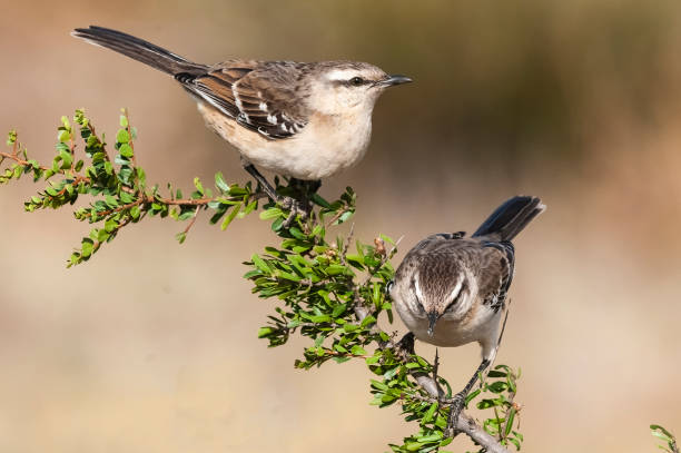 istock White banded mokingbird, in spinal forest environment , Pampas, Argentina. 1480135807