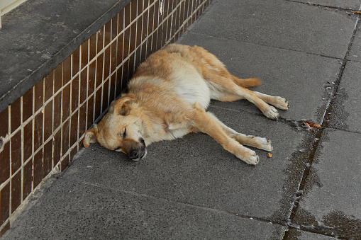 A mongrel dog sleeps on a city street. Abandoned pet is a type of dog.