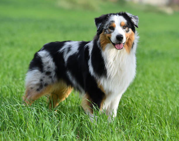 istock a puppy australian shepherd in a green field 1480139261