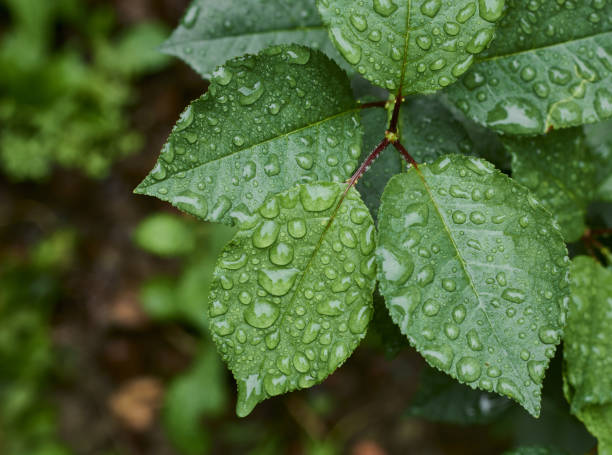 Raindrops on green leaves. Nature green leaves with raindrop background