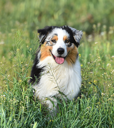 A beautiful australian shepherd