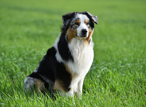 Border collie dog sitting on a meadow.