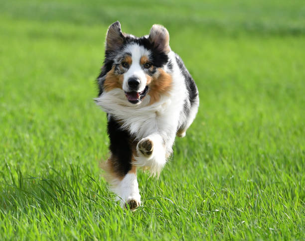 istock A beautiful australian shepherd dog 1480140605