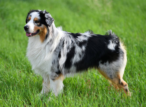 australischer shepherd - australian shepherd stock-fotos und bilder