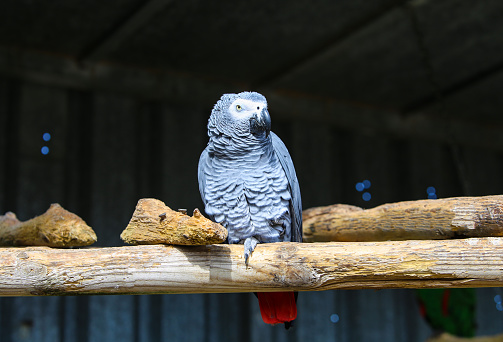Beautiful, curious big African grey parrot eating and watching people walking around and visiting him. Ready to play with his owner and friends