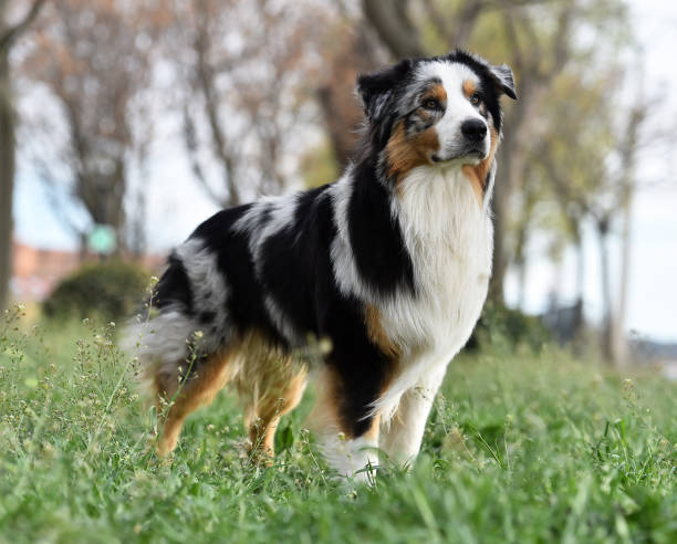 istock a puppy australian shepherd in a green field 1480140776