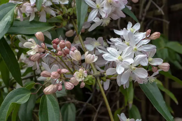 Clematis armandii or Armand clematis or evergreen clematis white pink flowers and buds. Flowering climbing plant.