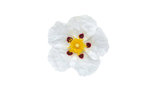 Cistus ladanifer or gum rockrose or labdanum or common gum cistus or brown-eyed rockrose flower \nwith five crumpled papery white petals with maroon spot at the base and yellow stamens and pistils isolated on white