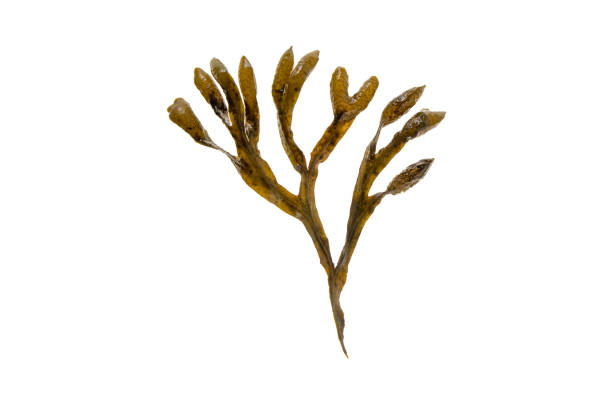 istock Fucus vesiculosus or bladder wrack brown seaweed isolated on white 1480140989