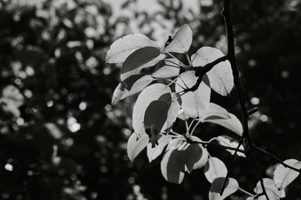 istock Apple tree leaves illuminated by the sun. Black and white photo. 1480141376