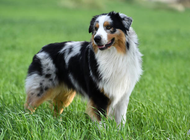 istock a puppy australian shepherd in a green field 1480141602