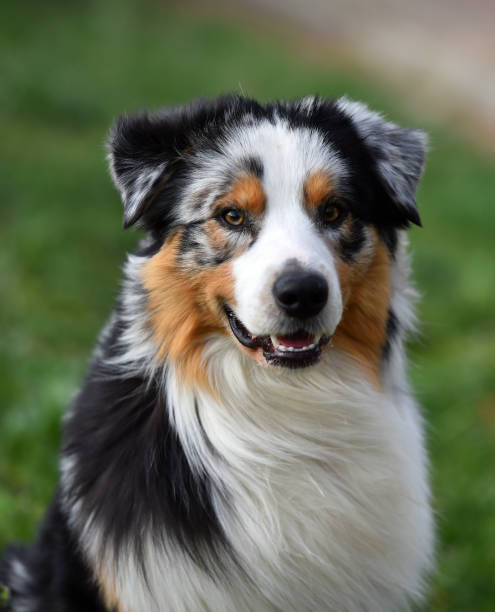 istock a puppy australian shepherd in a green field 1480141922