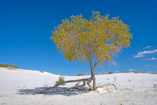 Survivor Tree in the White Sands stock photo