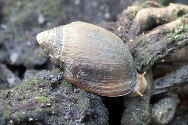 istock Midas ear shell, Ellobium aurismidae, on a mangrove mudflat 1480145653