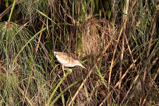 A yellow bittern, Ixobrychus sinensis, in reed.