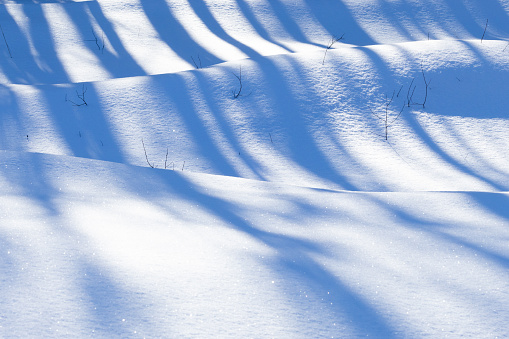 Long a blueish tree shadows on snow during a late winter afternoon in Estonia, Northern Europe