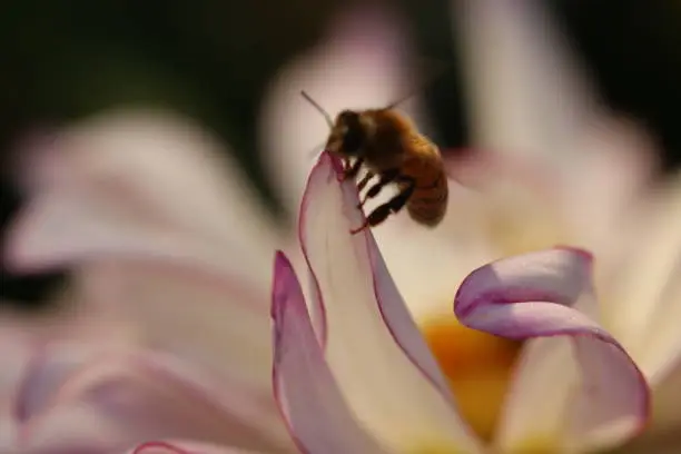Photo of honey bee on dahlia