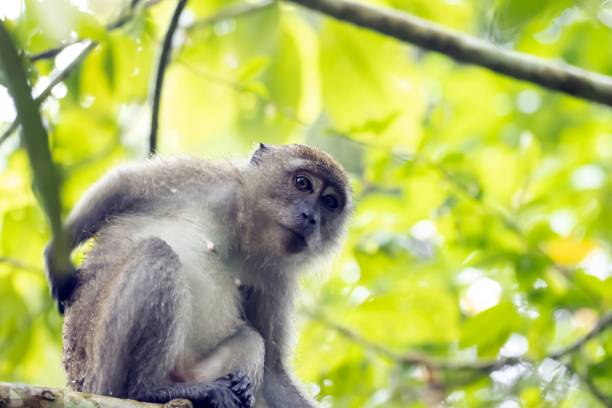 istock Crab-eating macaque, Macaca fascicularis, in a tree 1480147320