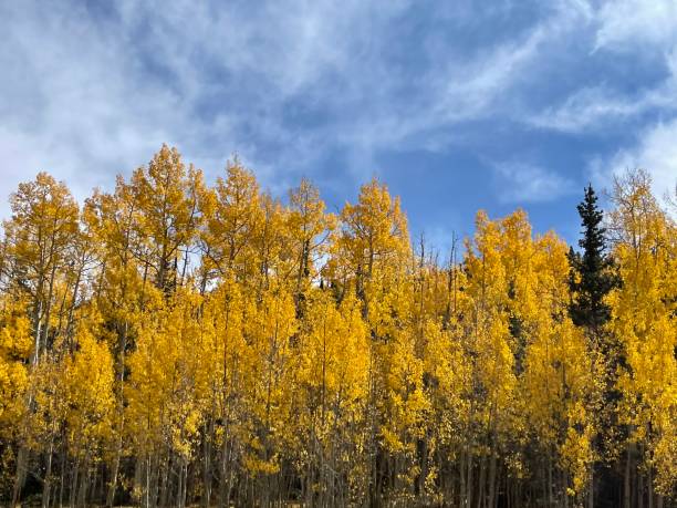 istock yellow trees, blue skies 1480147360
