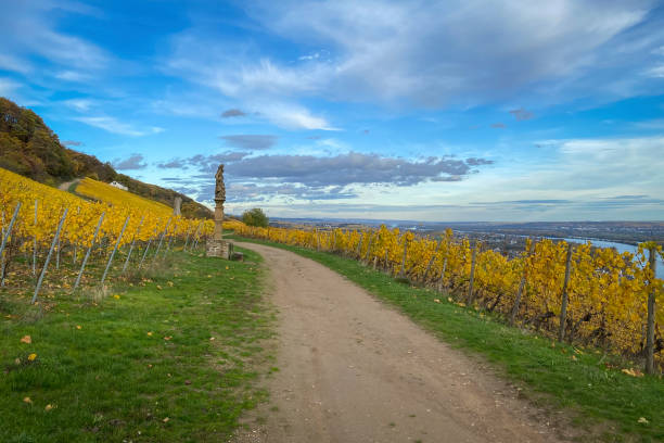istock Footpath through autumn colored yellow vineyards along River Rhine, Germany 1480147512