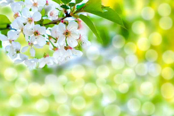 istock Blooming apricot,apple,cherry green leaf tree,spring in garden. nature beautiful blurred background 1480149050