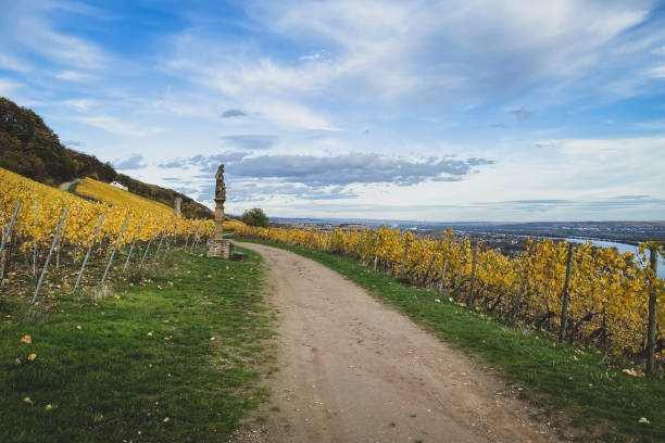 istock Footpath through autumn colored yellow vineyards along River Rhine, Germany 1480149382
