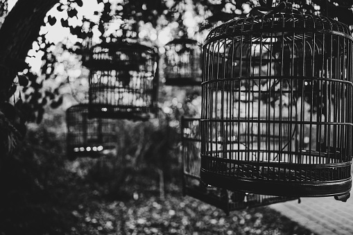 Quatre cages de oiseaux dans un arbre en noir et blanc.