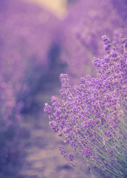 istock Lavender Farm Fields At Snowshill, Gloucestershire 1480150799