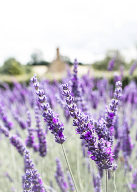 istock Lavender Fields In The Cotswolds At Snowshill Lavender Farm 1480151224