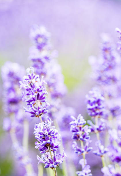 istock Lavender Fields In The Cotswolds At Snowshill Lavender Farm 1480151358