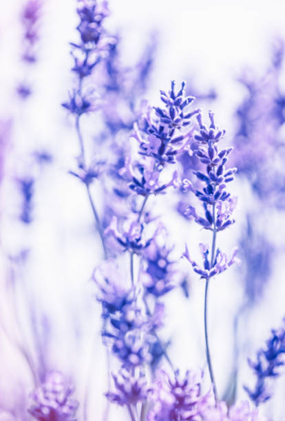 istock Cotswold Lavender At Snowshill 1480152121