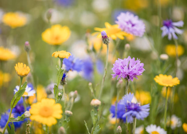 istock English Cotswolds Meadow Flowers 1480152146
