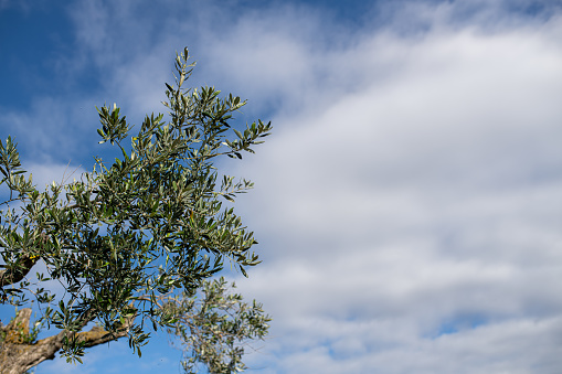 Olive branch against sea and sky. Istria, Croatia
