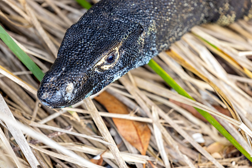 Closeup Goanna, lizard in wild, background with copy space, full frame horizontal composition